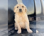 Small #5 Golden Retriever