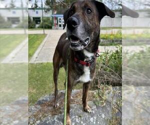 German Shepherd Dog-Unknown Mix Dogs for adoption in Anchorage, AK, USA