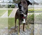 Small German Shepherd Dog Mix