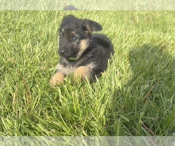 Medium Photo #3 German Shepherd Dog Puppy For Sale in SUMPTER TWP, MI, USA