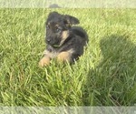 Small #2 German Shepherd Dog