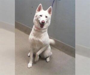 German Shepherd Dog-Unknown Mix Dogs for adoption in Las Vegas, NV, USA