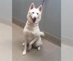 Small German Shepherd Dog Mix