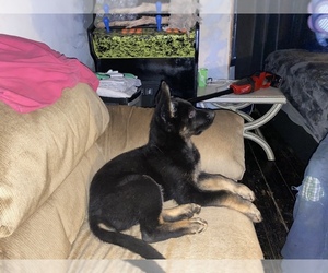 German Shepherd Dog Puppy for sale in DORCHESTER, MA, USA
