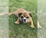 Small Photo #4 English Bulldog Puppy For Sale in WESTFIELD, IN, USA