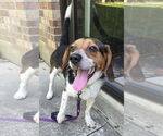 Small #6 Beagle