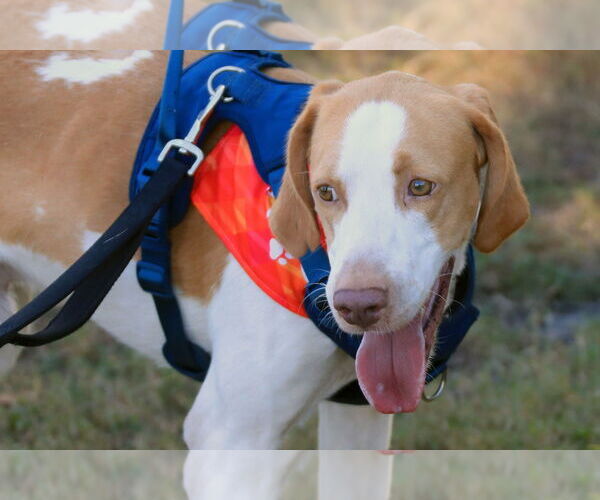 Medium Photo #7 American Foxhound Puppy For Sale in Tampa, FL, USA