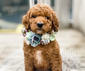Goldendoodle Puppy for sale in ANDERSON DAM, ID, USA
