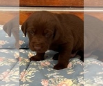 Small Photo #5 Labrador Retriever Puppy For Sale in SCOTT, LA, USA