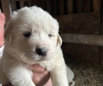 Small Photo #2 Great Pyrenees Puppy For Sale in BOAZ, WI, USA