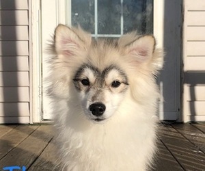 Pomsky Puppy for sale in SAVOY, MA, USA