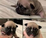 Puppy Lady French Bulldog