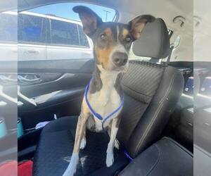 Australian Kelpie-Basenji Mix Dogs for adoption in Shreveport, LA, USA