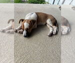 Small #2 Mutt