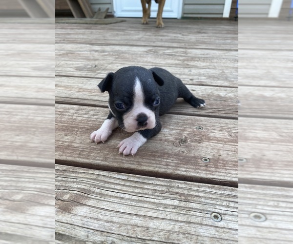 Medium Photo #2 Boston Terrier Puppy For Sale in FREDONIA, KS, USA