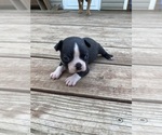 Small #1 Boston Terrier