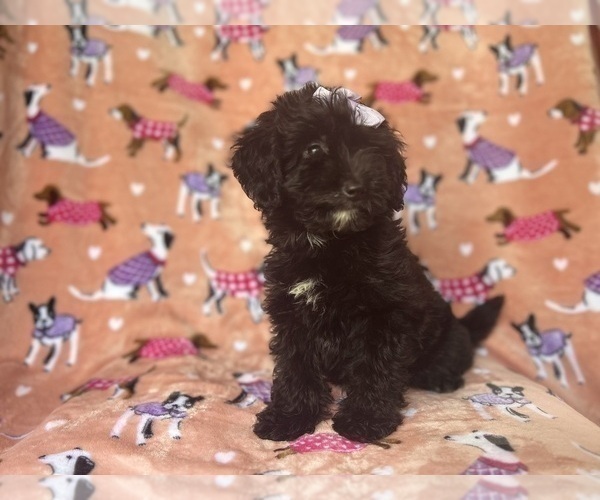 Medium Photo #3 Aussiedoodle Miniature  Puppy For Sale in LAKELAND, FL, USA