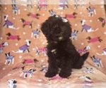Small #2 Aussiedoodle Miniature 