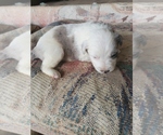 Small Photo #7 Australian Shepherd Puppy For Sale in NEW IBERIA, LA, USA