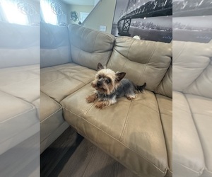 Father of the Yorkshire Terrier puppies born on 06/09/2025