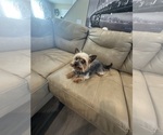 Small Photo #1 Yorkshire Terrier Puppy For Sale in GREENVILLE, SC, USA