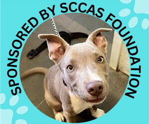 Mutt Dogs for adoption in Santa Cruz, CA, USA