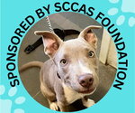 DUKE - Male Mutt Dog for Adoption - Small photo