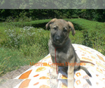 Small #4 German Shepherd Dog