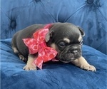 Small #12 French Bulldog