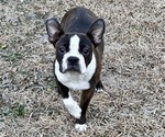 Small Photo #1 Boston Terrier Puppy For Sale in JACKSONVILLE, NC, USA