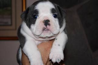 English Bulldogge Puppy for sale in YUCAIPA, CA, USA