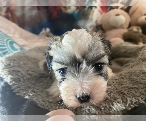 Medium Photo #11 Zuchon Puppy For Sale in RENO, NV, USA