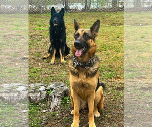 German Shepherd Dog Dogs for adoption in Millburn, NJ, USA