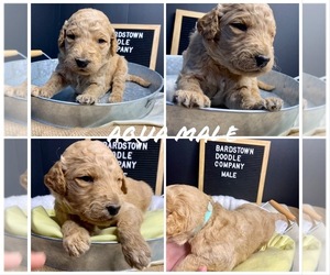 Labradoodle Puppy for sale in BARDSTOWN, KY, USA
