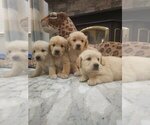 Small #8 Golden Retriever