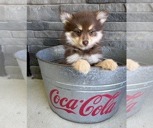 Pomeranian Puppy for sale in MIDDLEBURY, IN, USA