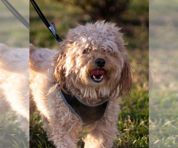 Medium Photo #1 Poodle (Miniature)-Unknown Mix Puppy For Sale in Matawan, NJ, USA