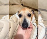 Small #5 Jack Russell Terrier Mix