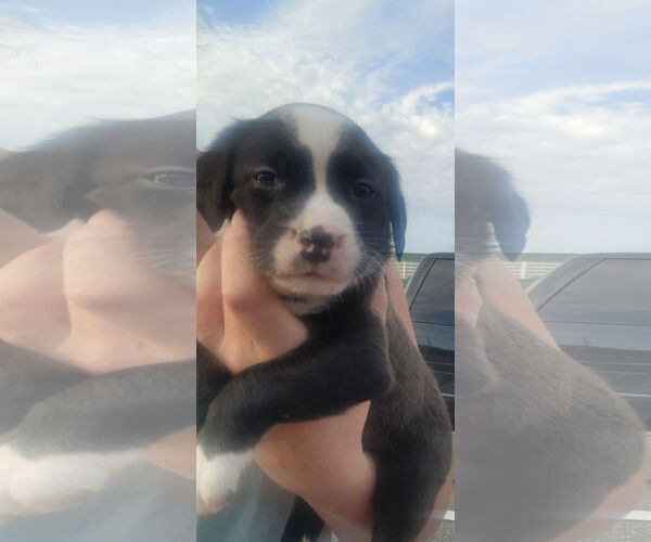Medium Photo #4 Borador Puppy For Sale in New London, WI, USA