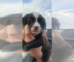Small #3 Borador
