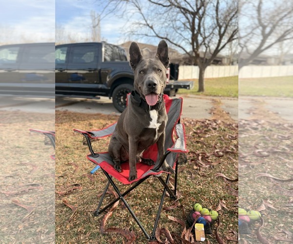 Medium Photo #1 Mutt Puppy For Sale in Sandy, UT, USA