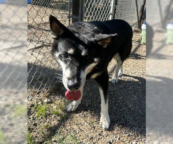 Medium Photo #1 Gerberian Shepsky Puppy For Sale in Ventura, CA, USA