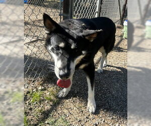 Gerberian Shepsky Dogs for adoption in Ventura, CA, USA