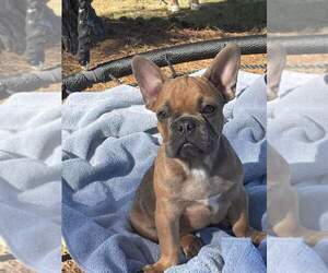 French Bulldog Puppy for sale in JACKSON, GA, USA