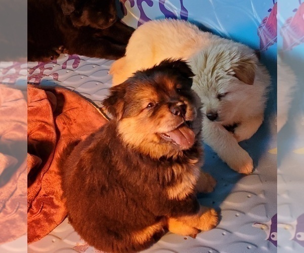 Medium Photo #1 Chow Chow Puppy For Sale in TENINO, WA, USA