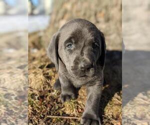 Labrador Retriever Puppy for sale in BREMEN, IN, USA