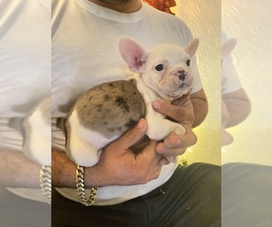 French Bulldog Puppy for sale in MORENO VALLEY, CA, USA