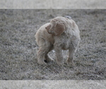 Small Photo #10 Goldendoodle Puppy For Sale in MEMPHIS, MO, USA