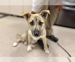 German Shepherd Dog-Unknown Mix Dogs for adoption in Santa Rosa, CA, USA