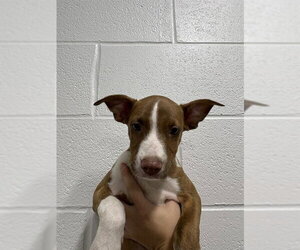 Ibizan Hound-Unknown Mix Dogs for adoption in Temple, TX, USA